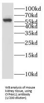 Cytochrome P450 4A11 (CYP4A11) Antibody