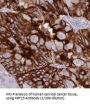 Cytokeratin 13-Specific Antibody