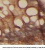 D-Amino Acid Oxidase/ DAMOX (DAO) Antibody