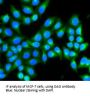 D-Amino Acid Oxidase/ DAMOX (DAO) Antibody