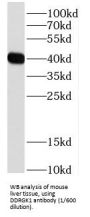 DDRGK Domain Containing Protein 1 (DDRGK1) Antibody