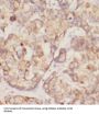 DDRGK Domain Containing Protein 1 (DDRGK1) Antibody