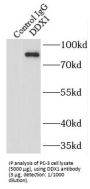 ATP-Dependent RNA Helicase DDX1 (DDX1) Antibody