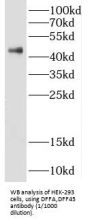 DNA Fragmentation Factor 45 KDa Subunit (DFFA) Antibody