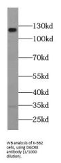 DiGeorge Syndrome Critical Region Gene 8 (DGCR8) Antibody