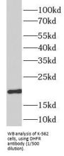 Dihydrofolate Reductase (DHFR) Antibody