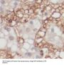 Dihydrofolate Reductase (DHFR) Antibody