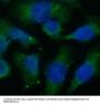 Dihydrofolate Reductase (DHFR) Antibody