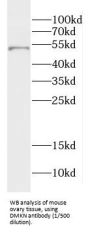 Dermokine (DMKN) Antibody