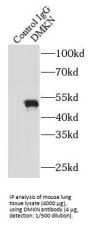 Dermokine (DMKN) Antibody