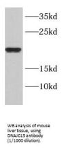 DnaJ (Hsp40) Homolog, Subfamily C, Member 15 (DNAJC15) Antibody