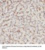 DnaJ (Hsp40) Homolog, Subfamily C, Member 15 (DNAJC15) Antibody