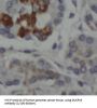 Dual Specificity Phosphatase 19 (DUSP19) Antibody