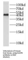 Dual Specificity Phosphatase 9 (DUSP9) Antibody