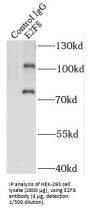 E2F Transcription Factor 8 (E2F8) Antibody