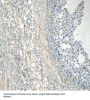 Eukaryotic Translation Initiation Factor 2B Subunit Beta (EIF2B2) Antibody