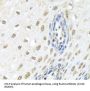 Zinc Phosphodiesterase ELAC Protein 2 (ELAC2) Antibody