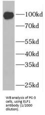 E74-Like Factor 1 (Ets Domain Transcription Factor) (ELF1) Antibody
