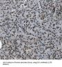 E74-Like Factor 1 (Ets Domain Transcription Factor) (ELF1) Antibody