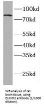 Engulfment And Cell Motility 2 (ELMO2) Antibody