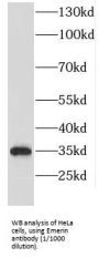 Emerin (EMD) Antibody