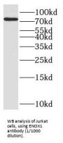 Ecto-NOX Disulfide-Thiol Exchanger 1 (ENOX1) Antibody