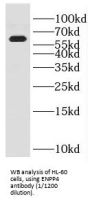 Ectonucleotide Pyrophosphatase/Phosphodiesterase 4 (ENPP4) Antibody