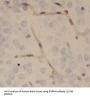 Ectonucleotide Pyrophosphatase/Phosphodiesterase 4 (ENPP4) Antibody