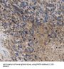 Ectonucleotide Pyrophosphatase/Phosphodiesterase 5 (ENPP5) Antibody
