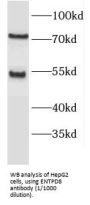 Ectonucleoside Triphosphate Diphosphohydrolase 8 (ENTPD8) Antibody