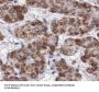 Endoplasmic Reticulum Aminopeptidase 2 (ERAP2) Antibody