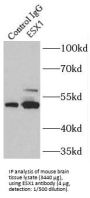 Homeobox Protein ESX1 (ESX1) Antibody