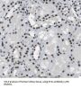 Eyes Absent Homolog 1 (EYA1) Antibody
