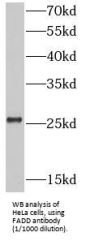 Fas (TNFRSF6)-Associated Via Death Domain (FADD) Antibody