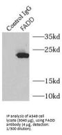 Fas (TNFRSF6)-Associated Via Death Domain (FADD) Antibody