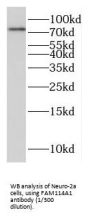 Family With Sequence Similarity 114, Member A1 (FAM114A1) Antibody