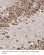 Family With Sequence Similarity 114, Member A1 (FAM114A1) Antibody