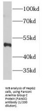 Fanconi Anemia Complementation Group C (FANCC) Antibody