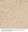 Fanconi Anemia Complementation Group C (FANCC) Antibody