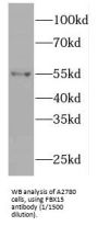 F-Box Only Protein 15 (FBXO15) Antibody