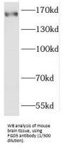 FYVE, RhoGEF And PH Domain Containing 5 (FGD5) Antibody
