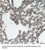 FYVE, RhoGEF And PH Domain Containing 5 (FGD5) Antibody