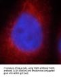 FYVE, RhoGEF And PH Domain Containing 5 (FGD5) Antibody