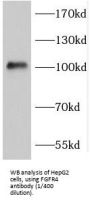 Fibroblast Growth Factor Receptor 4 (FGFR4) Antibody