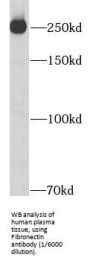 Fibronectin (FN1) Antibody