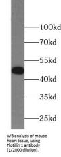 Flotillin 1 (FLOT1) Antibody