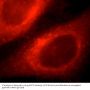 Flotillin 1 (FLOT1) Antibody