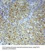 Folliculin Interacting Protein 1 (FNIP1) Antibody