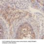 Follistatin (FST) Antibody