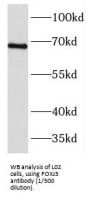 Forkhead Box Protein J3 (FOXJ3) Antibody